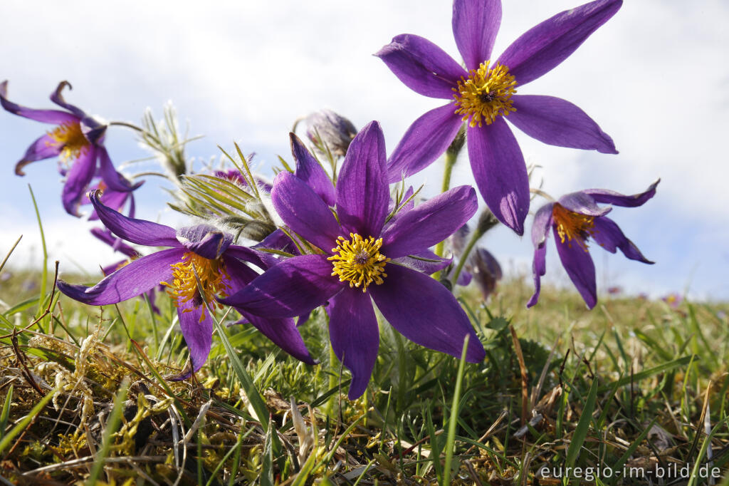 Detailansicht von Küchenschellen, Pulsatilla vulgaris, auch Kuhschellen genannt,  auf dem Bürvenicher Berg 