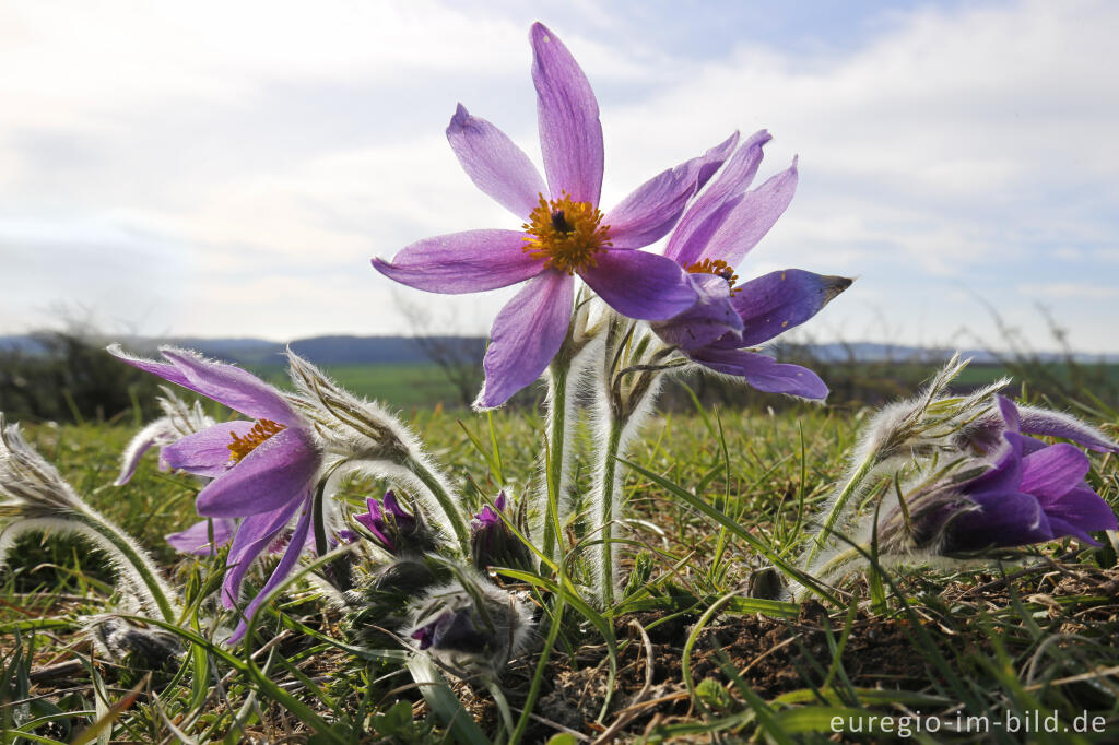 Detailansicht von Küchenschellen, Pulsatilla vulgaris, auch Kuhschellen genannt,  auf dem Bürvenicher Berg 