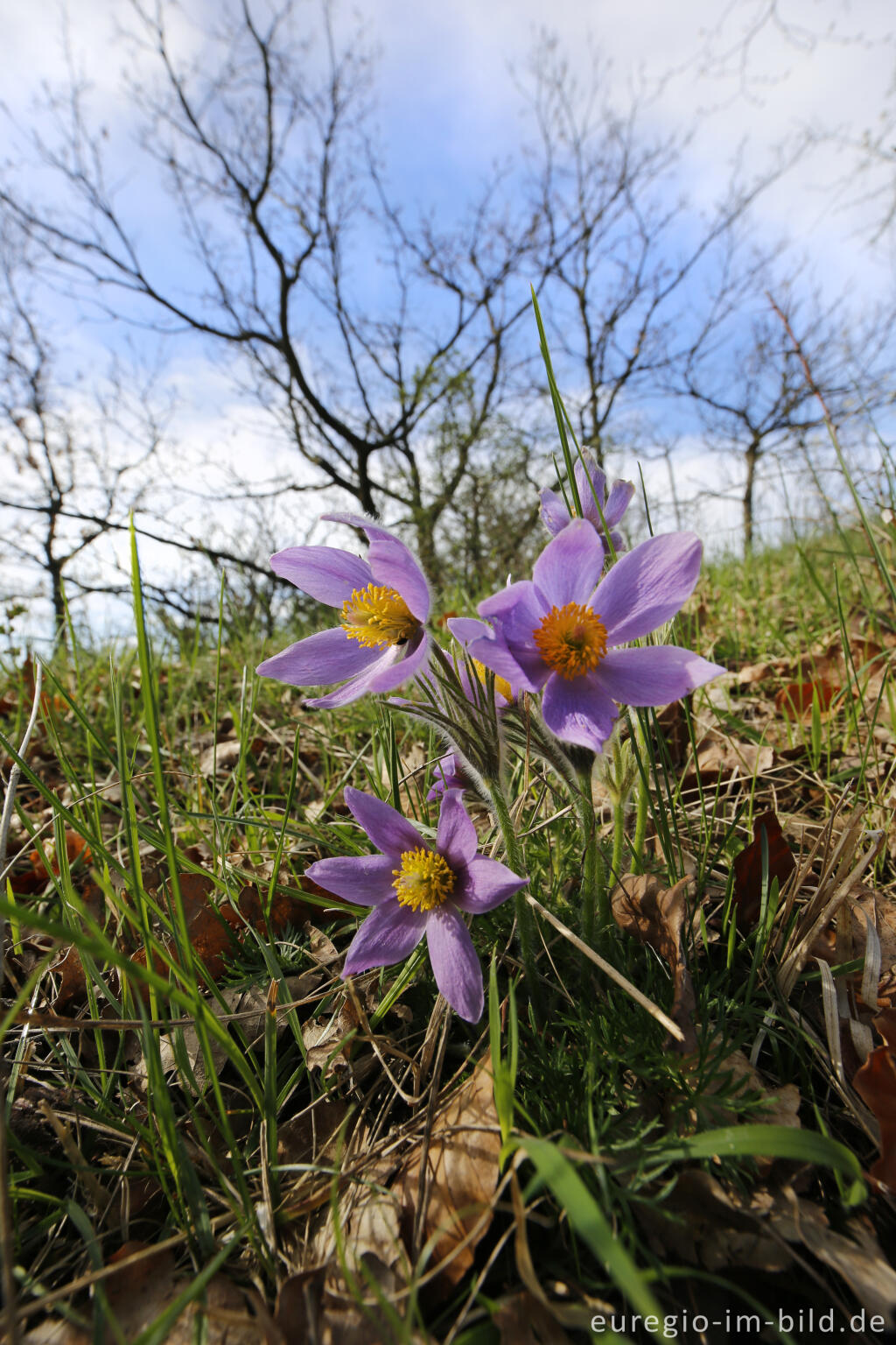 Detailansicht von Küchenschellen, Pulsatilla vulgaris, auch Kuhschellen genannt,  auf dem Bürvenicher Berg 