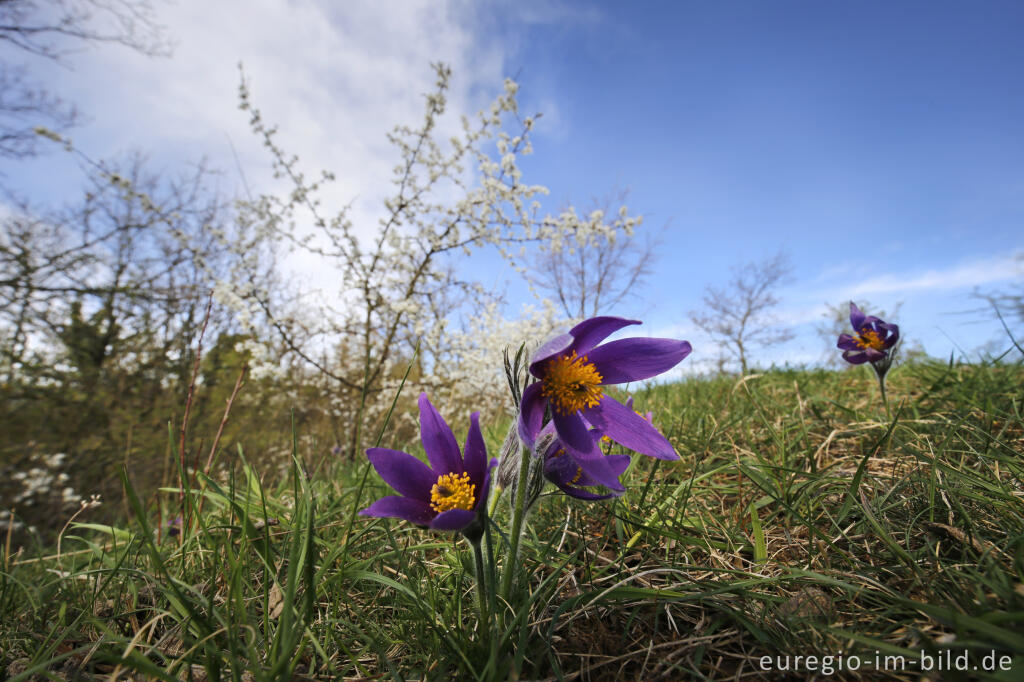 Detailansicht von Küchenschellen, Pulsatilla vulgaris, auch Kuhschellen genannt,  auf dem Bürvenicher Berg 