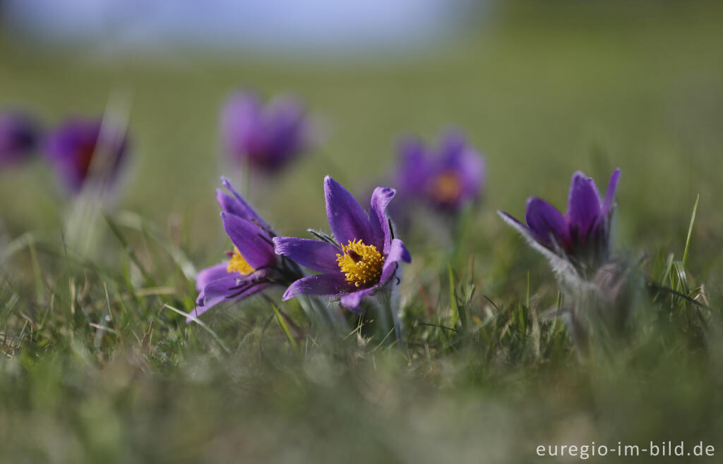 Detailansicht von Küchenschellen, Pulsatilla vulgaris, auch Kuhschellen genannt,  auf dem Bürvenicher Berg 