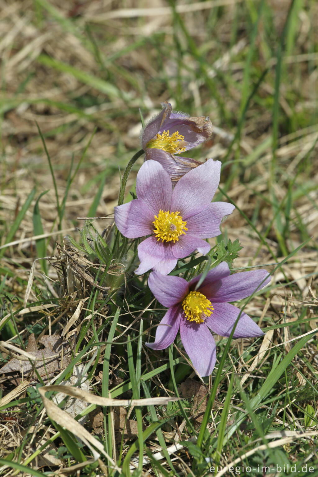 Detailansicht von Küchenschellen, Pulsatilla vulgaris, auch Kuhschellen genannt,  auf dem Bürvenicher Berg 