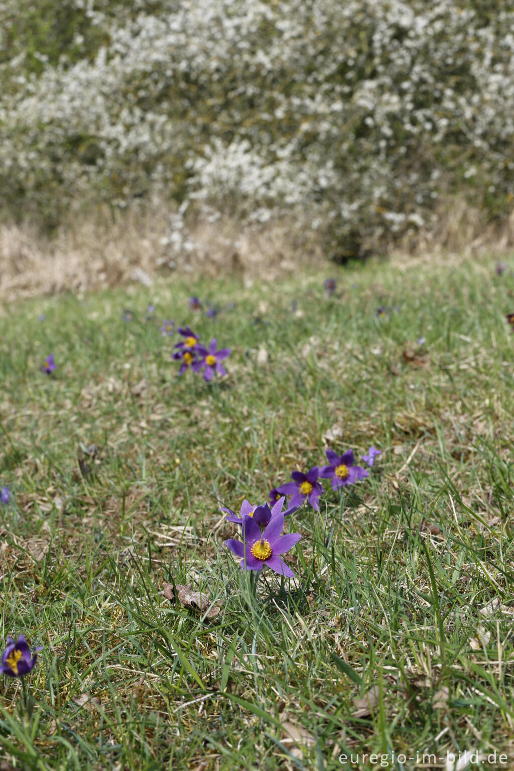 Detailansicht von Küchenschellen, Pulsatilla vulgaris, auch Kuhschellen genannt,  auf dem Bürvenicher Berg 