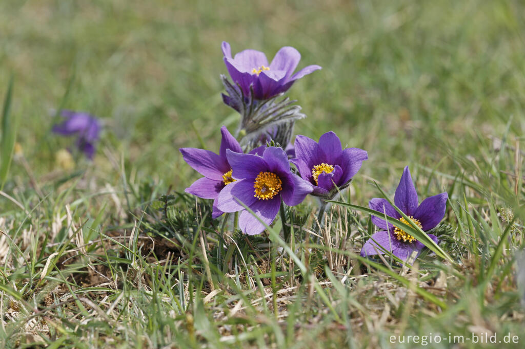 Detailansicht von Küchenschellen, Pulsatilla vulgaris, auch Kuhschellen genannt,  auf dem Bürvenicher Berg 