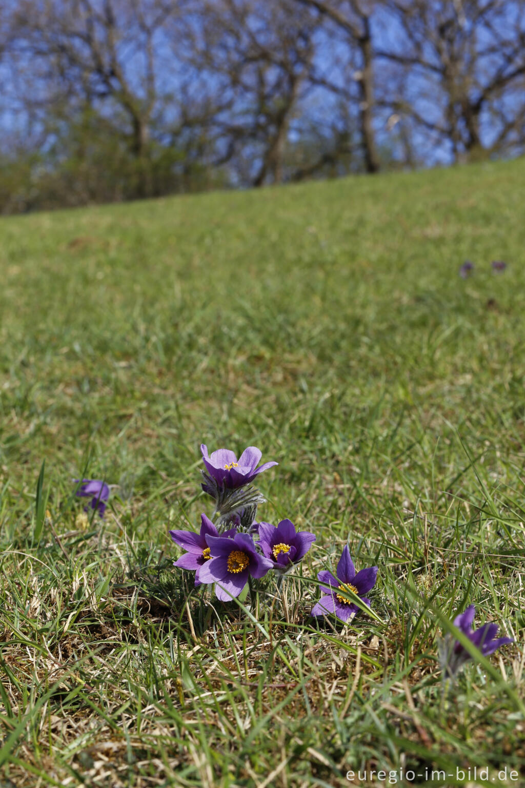 Detailansicht von Küchenschellen, Pulsatilla vulgaris, auch Kuhschellen genannt,  auf dem Bürvenicher Berg 