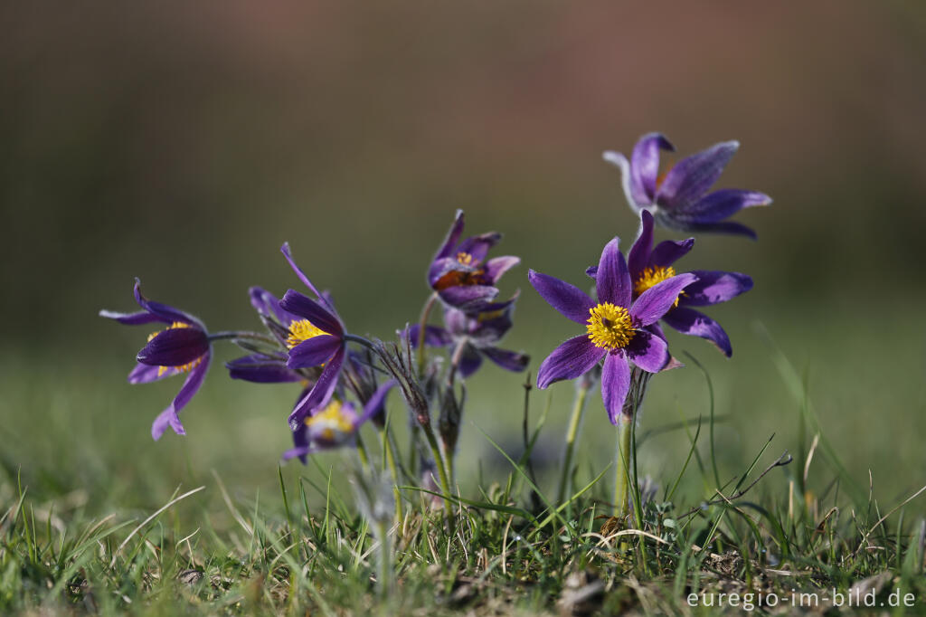 Detailansicht von Küchenschellen, Pulsatilla vulgaris, auch Kuhschellen genannt,  auf dem Bürvenicher Berg 