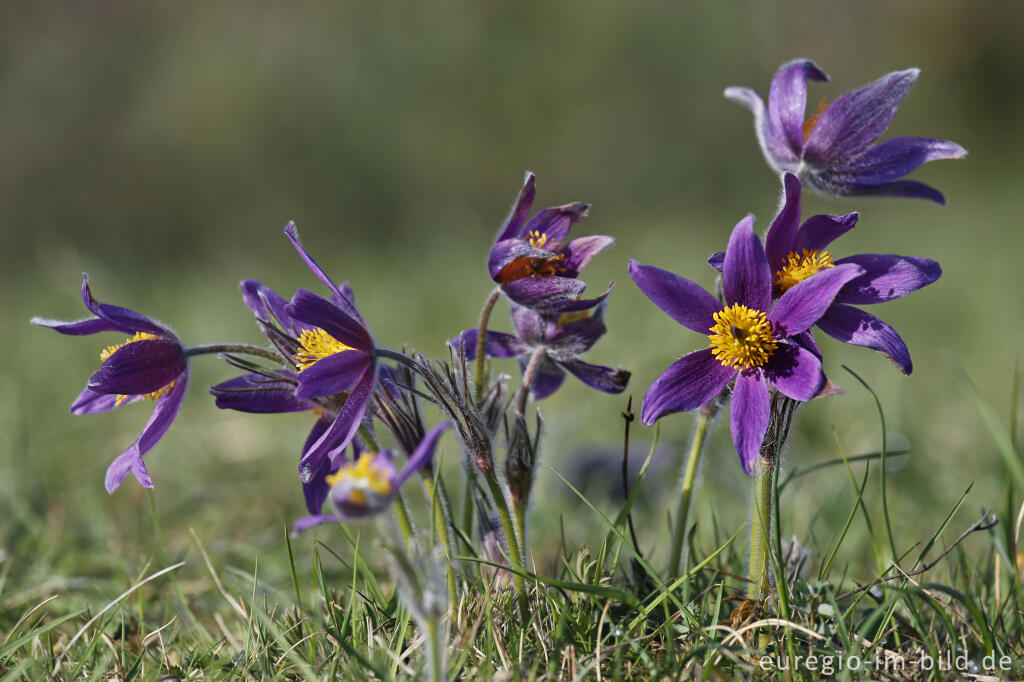 Detailansicht von Küchenschellen, Pulsatilla vulgaris, auch Kuhschellen genannt,  auf dem Bürvenicher Berg 