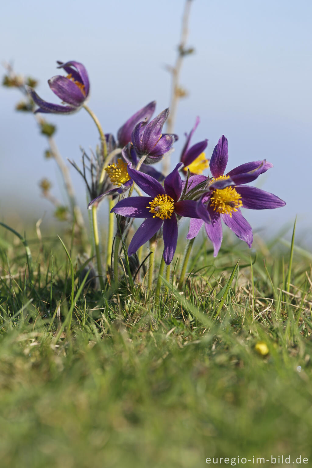 Detailansicht von Küchenschellen, Pulsatilla vulgaris, auch Kuhschellen genannt,  auf dem Bürvenicher Berg 