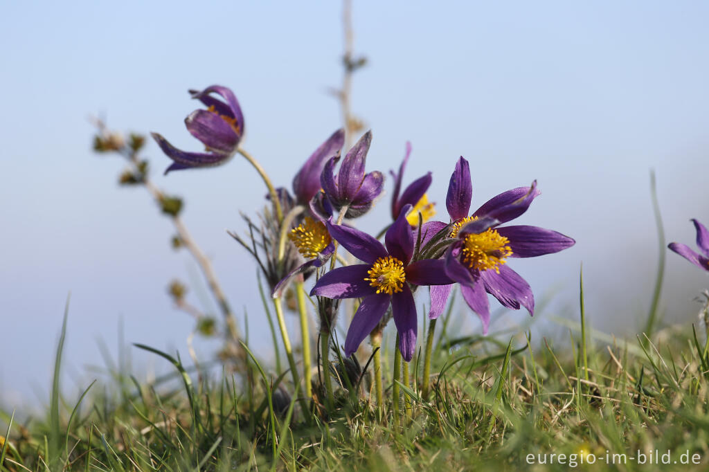 Küchenschellen, Pulsatilla vulgaris, auch Kuhschellen genannt,  auf dem Bürvenicher Berg 