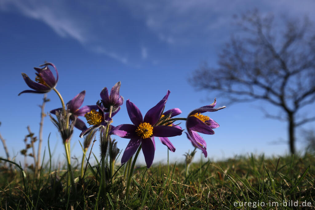 Detailansicht von Küchenschellen, Pulsatilla vulgaris, auch Kuhschellen genannt,  auf dem Bürvenicher Berg 