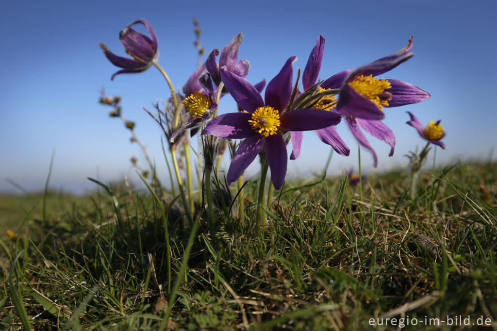 Detailansicht von Küchenschellen, Pulsatilla vulgaris, auch Kuhschellen genannt,  auf dem Bürvenicher Berg 