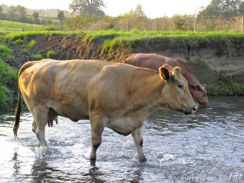 Detailansicht von Kühe baden in der Geul südlich von Epen