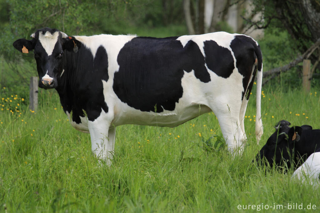 Detailansicht von Kühe im Ourtal, Belgien