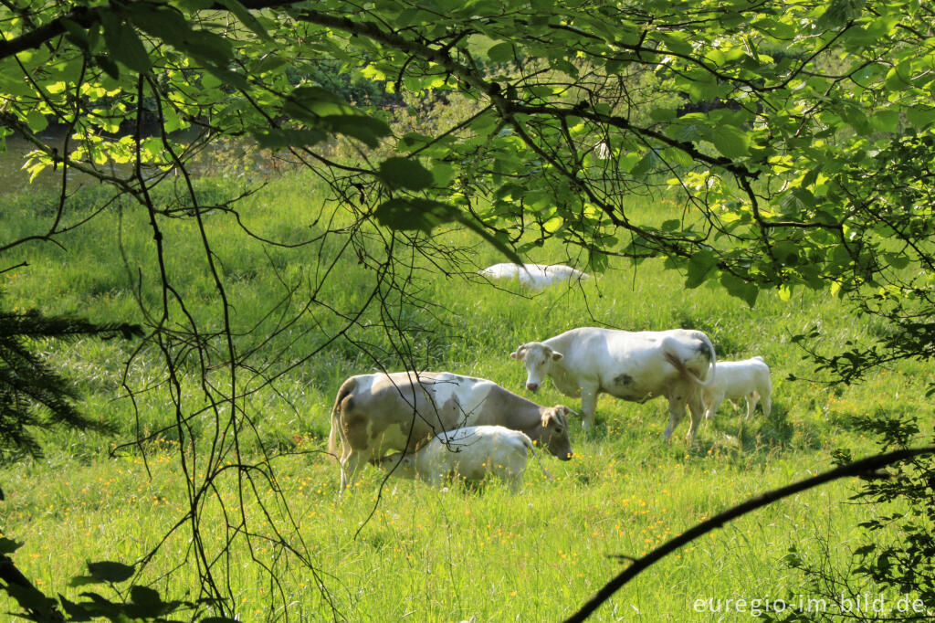 Detailansicht von Kühe mit Kälbchen im Ourtal südlich von Ouren