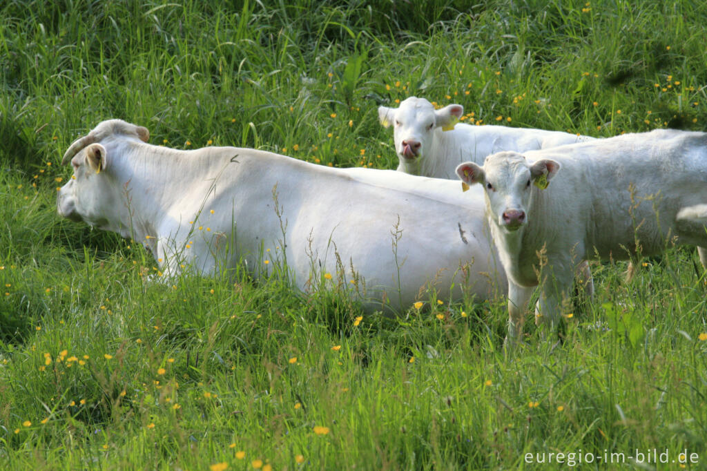 Detailansicht von Kühe mit Kälbchen im Ourtal südlich von Ouren