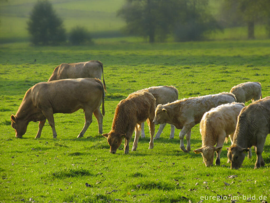 Detailansicht von Kühe und Kälber im Geultal südlich von Epen