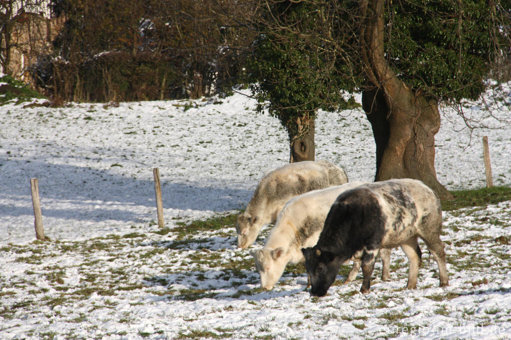 Detailansicht von Küheauf einer verschneiten Wiese bei Tersaessen, Gemmenich, B