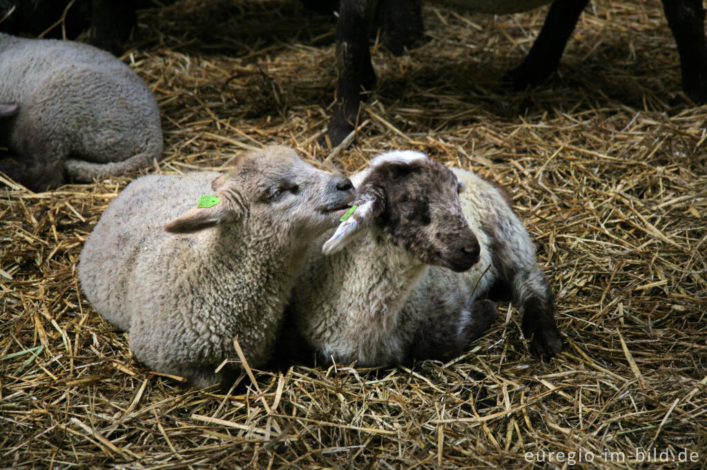 Detailansicht von Lämmchen im "Schaapskooi Mergelland", Epen, NL