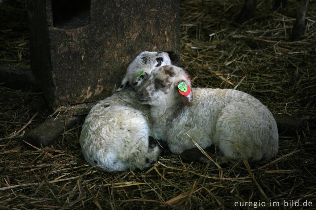 Detailansicht von Lämmchen im "Schaapskooi Mergelland", Eperheide, NL