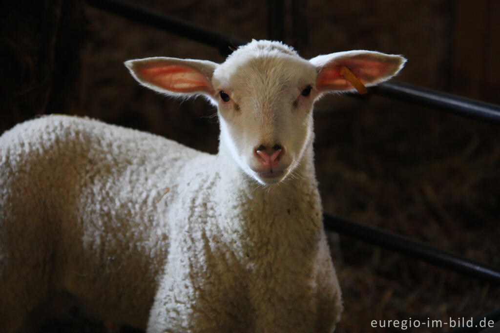 Detailansicht von Lamm in der Schäferei "Bergerie des Aris"