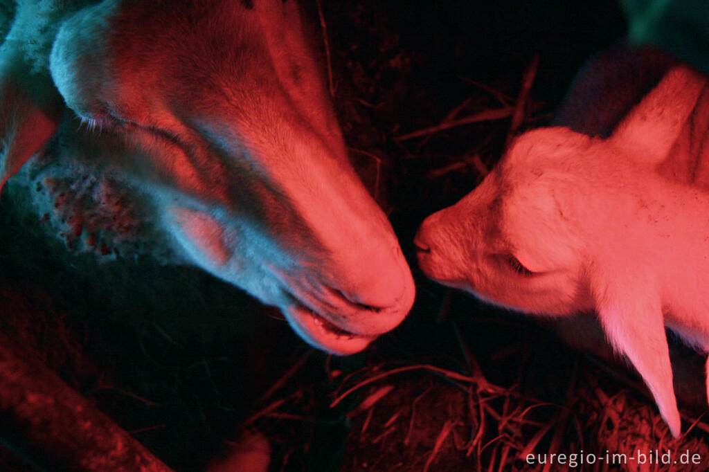 Lamm mit Mutterschaf unter Infrarot-Lampe, Schäferei "Bergerie des Aris"