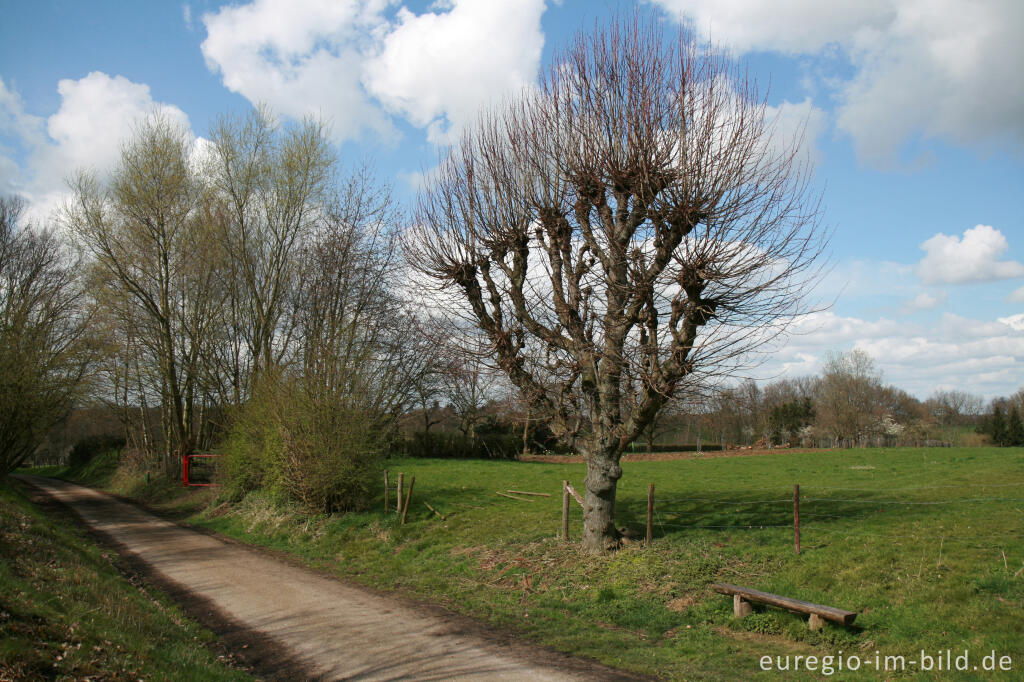 Detailansicht von Landschaft bei Cadier en Keer, NL