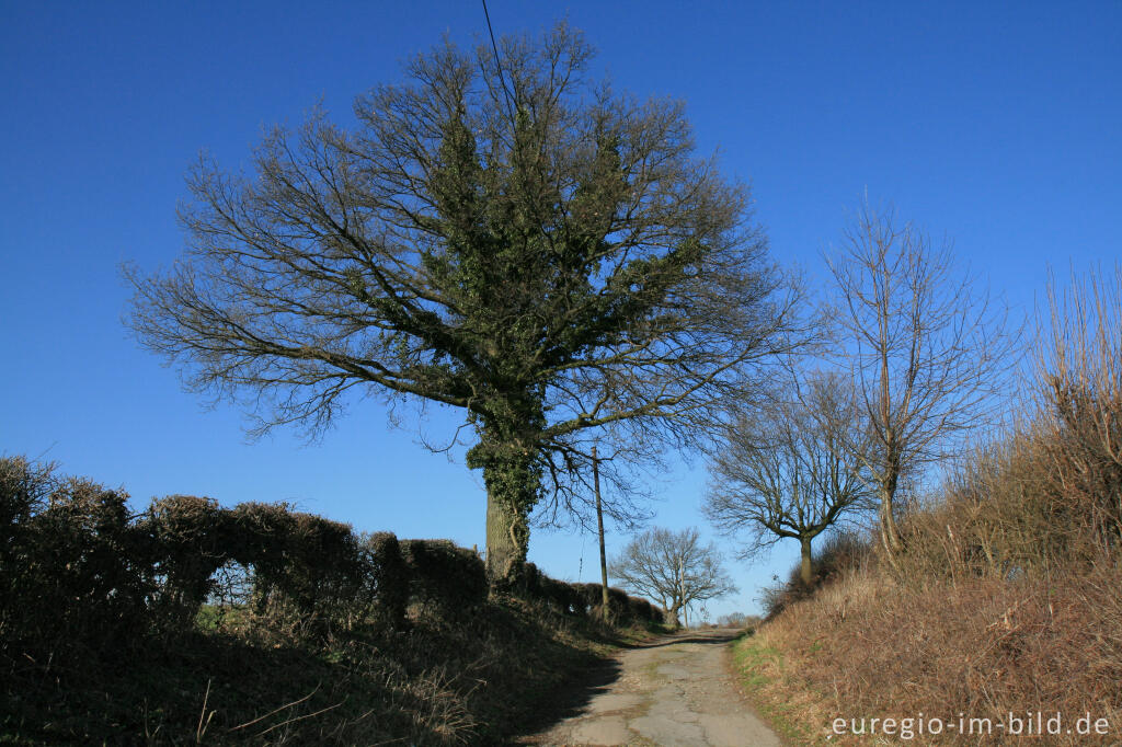 Detailansicht von Landschaft bei Schmithof, Aachen