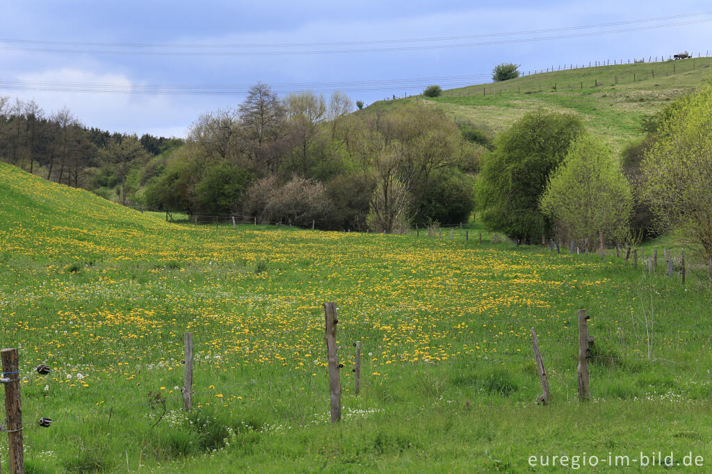 Detailansicht von Landschaft beim Matronenheiligtum von Nettersheim