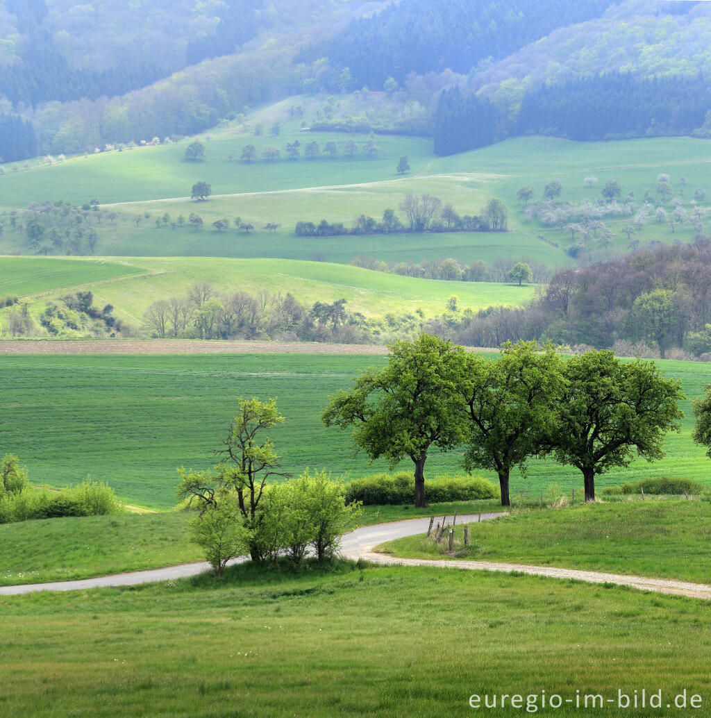 Detailansicht von Landschaft im Bitburger Gutland