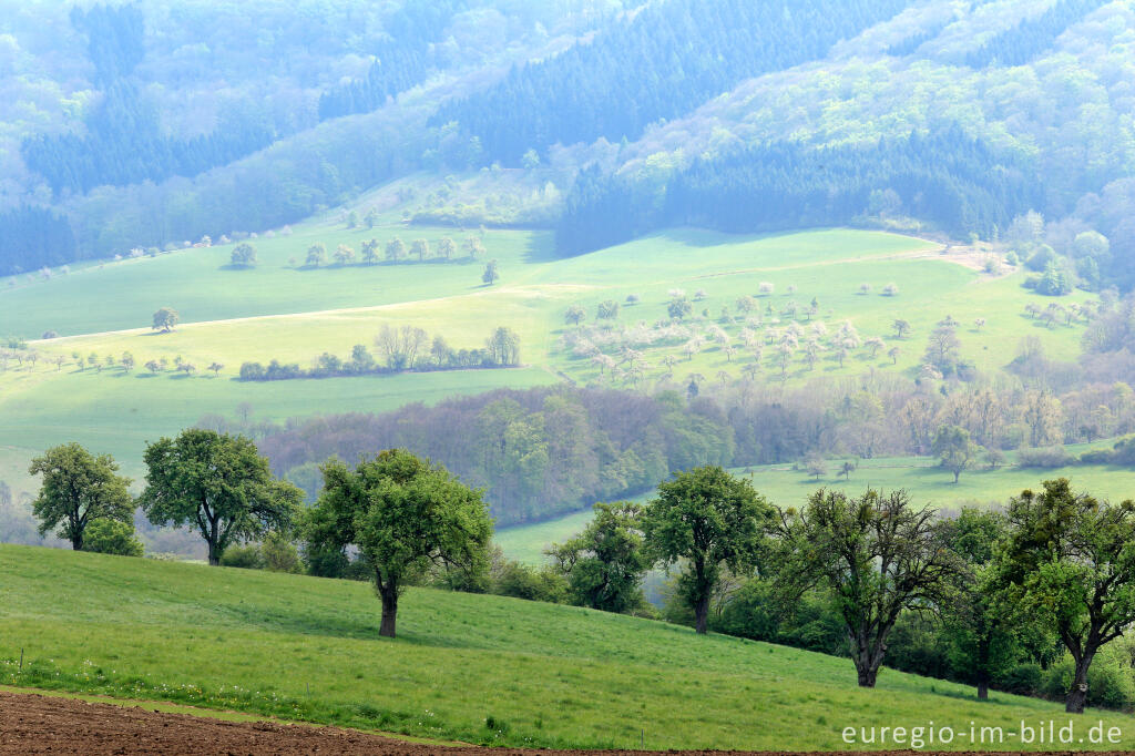 Detailansicht von Landschaft im Bitburger Gutland