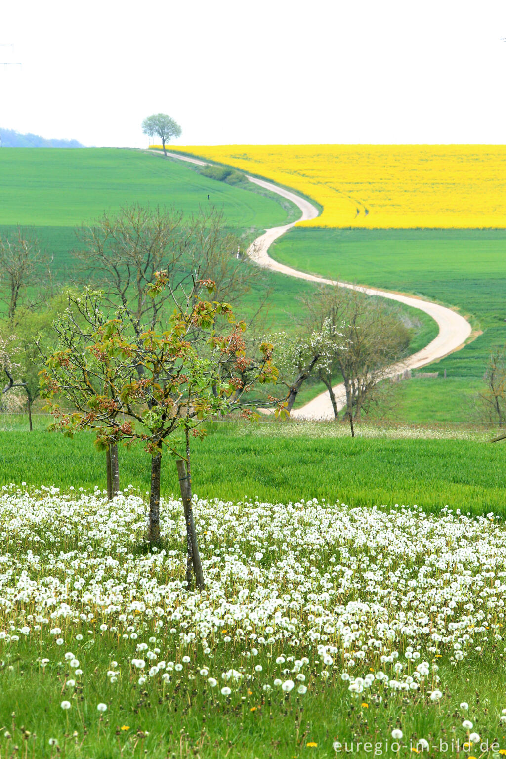 Detailansicht von Landschaft im Bitburger Gutland