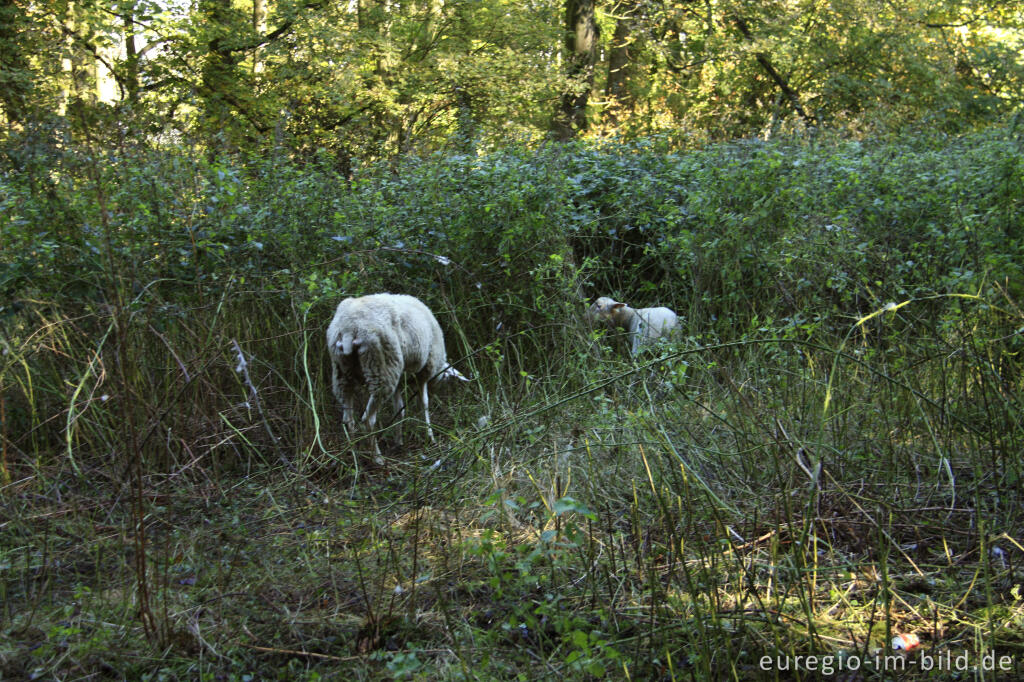 Detailansicht von Landschaftspflege durch Schafe im Müschpark, Aachen