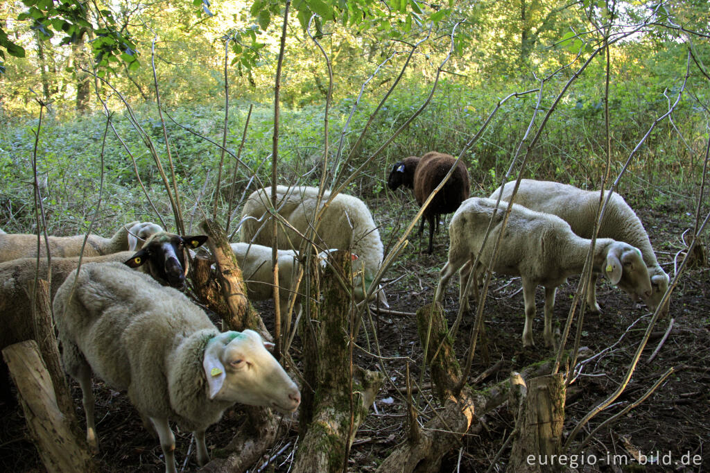 Detailansicht von Landschaftspflege durch Schafe im Müschpark, Aachen