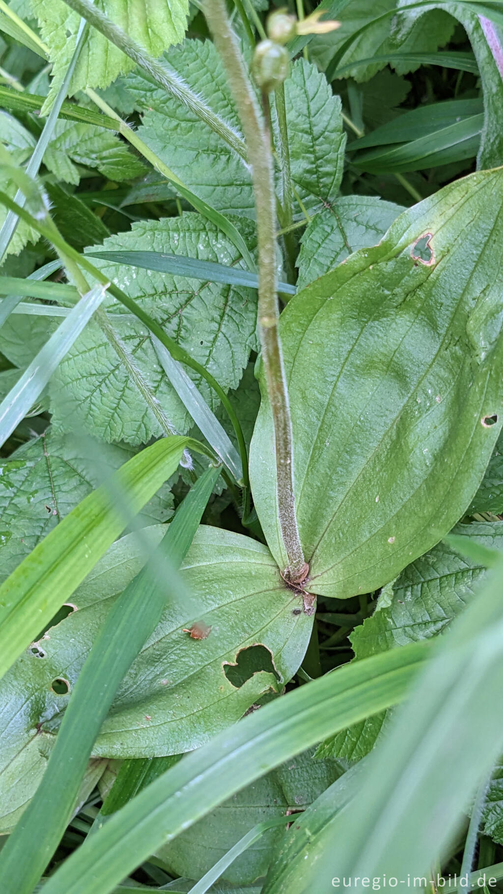 Detailansicht von Laubblätter des Großen Zweiblatts