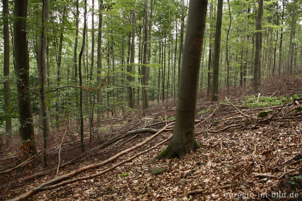 Detailansicht von Laubwald, Eifelsteig, 6. Etappe