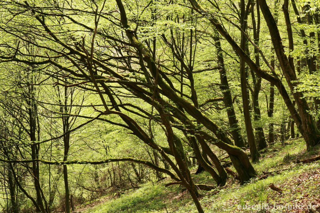 Laubwald, Rurtal zwischen Rohren und Hammer