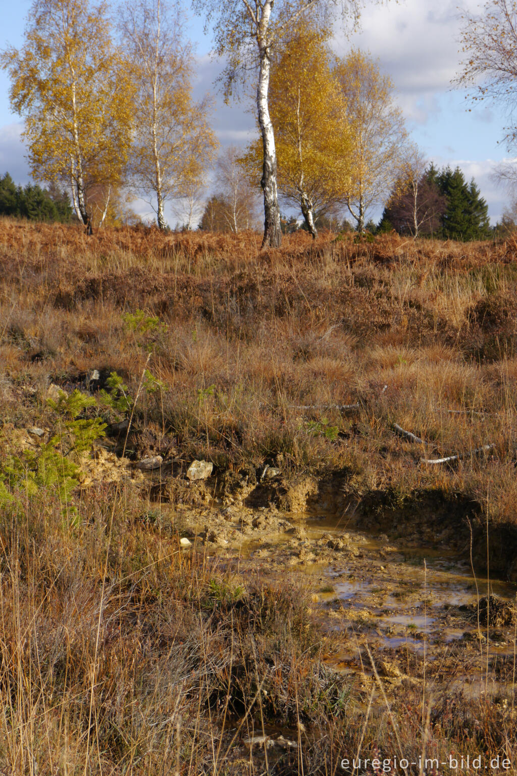 Detailansicht von Lehmboden auf dem Struffelt bei Roetgen