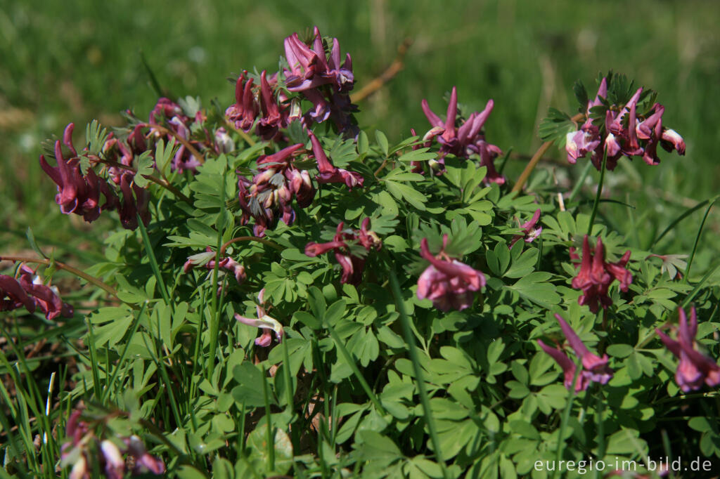 Detailansicht von Lerchensporn, Corydalis