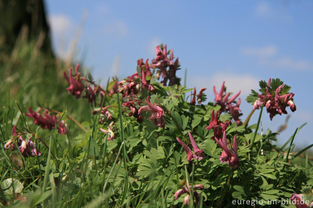 Lerchensporn, Corydalis