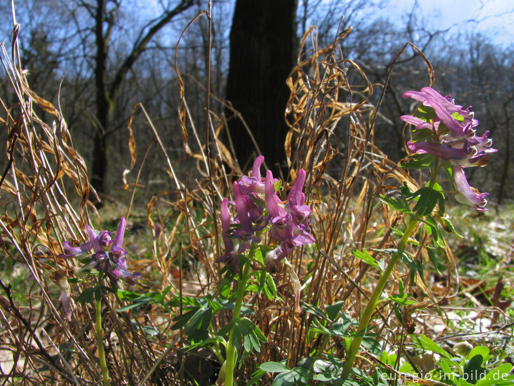 Detailansicht von Lerchensporn in einem Auwald bei Hergenrath