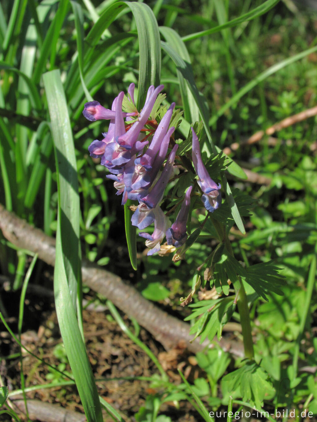 Detailansicht von Lerchensporn in einem Auwald 