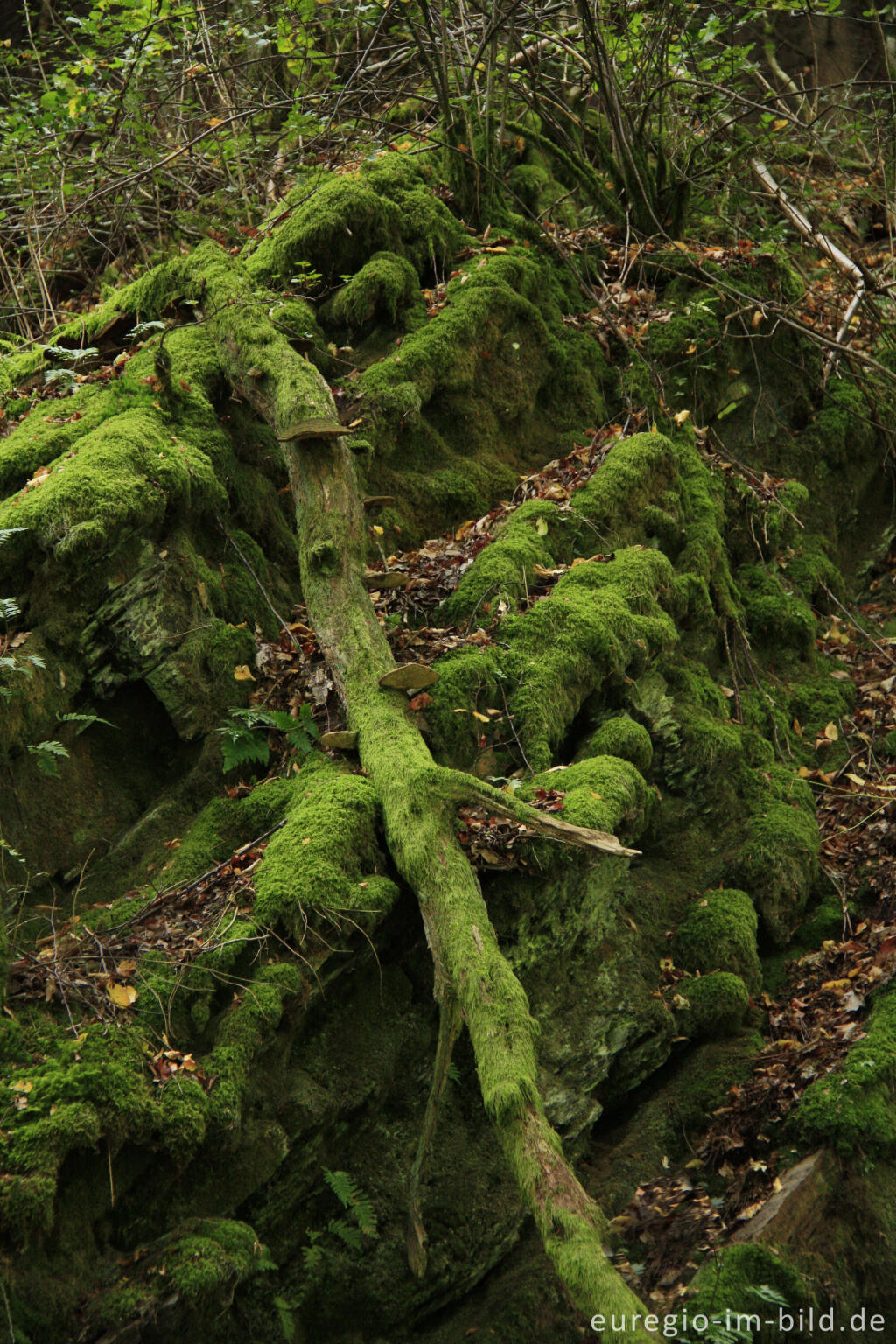 Detailansicht von Lieser