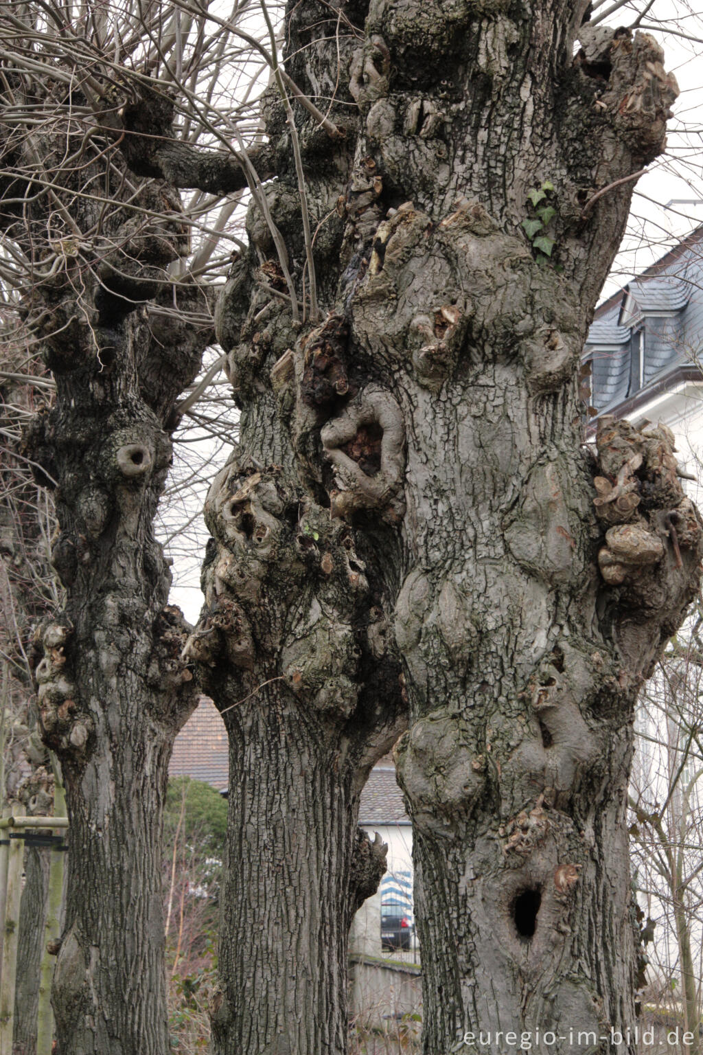 Lindenallee beim Schloss Zweibrüggen