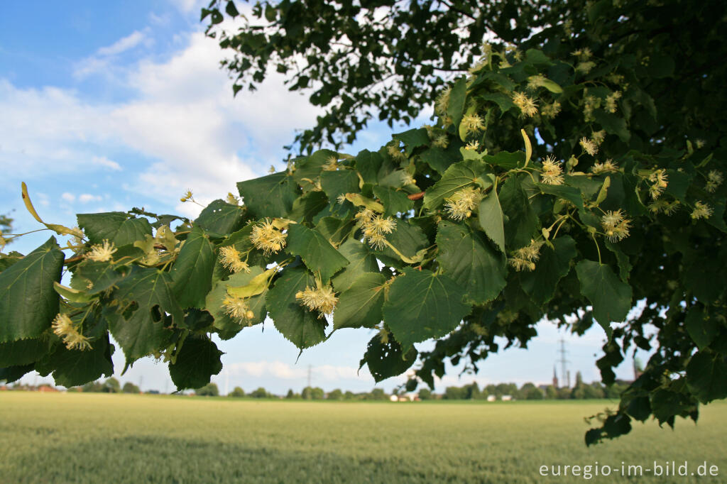 Detailansicht von Lindenblüten