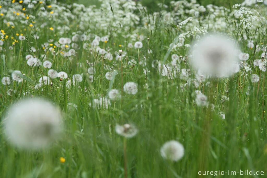 Detailansicht von Löwenzahn, Pusteblume, auf einer Wiese bei Wahlheim