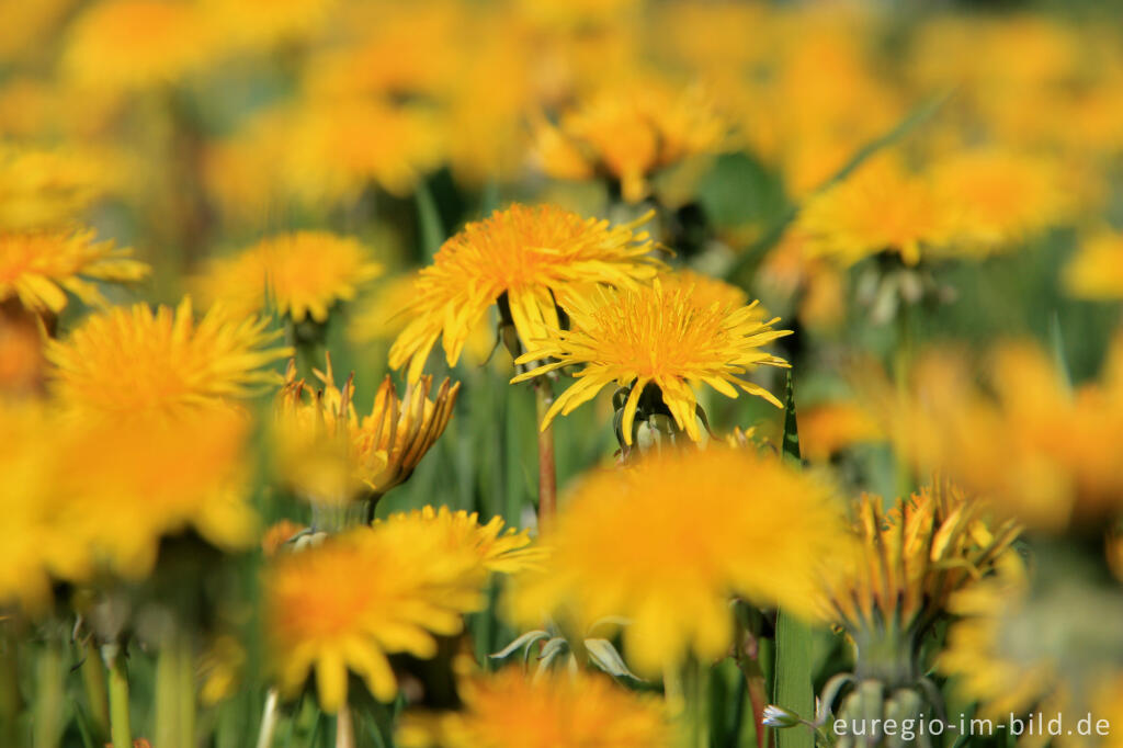 Detailansicht von Löwenzahn, Taraxacum officinale