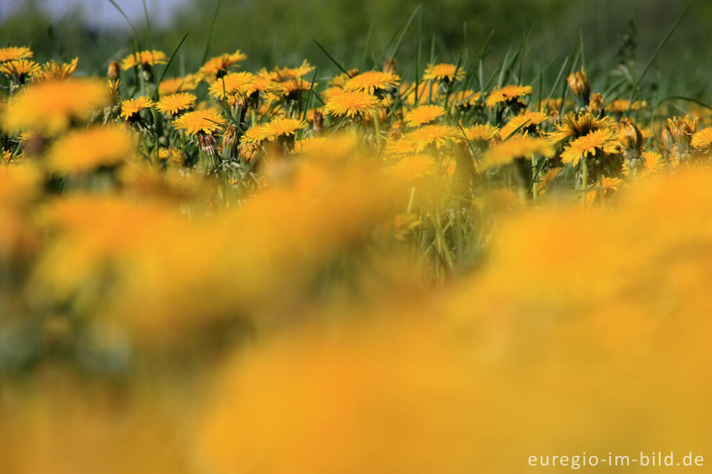 Detailansicht von Löwenzahn, Taraxacum officinale