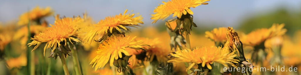 Detailansicht von Löwenzahn, Taraxacum officinale