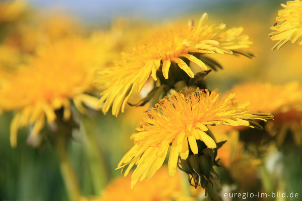 Detailansicht von Löwenzahn, Taraxacum officinale