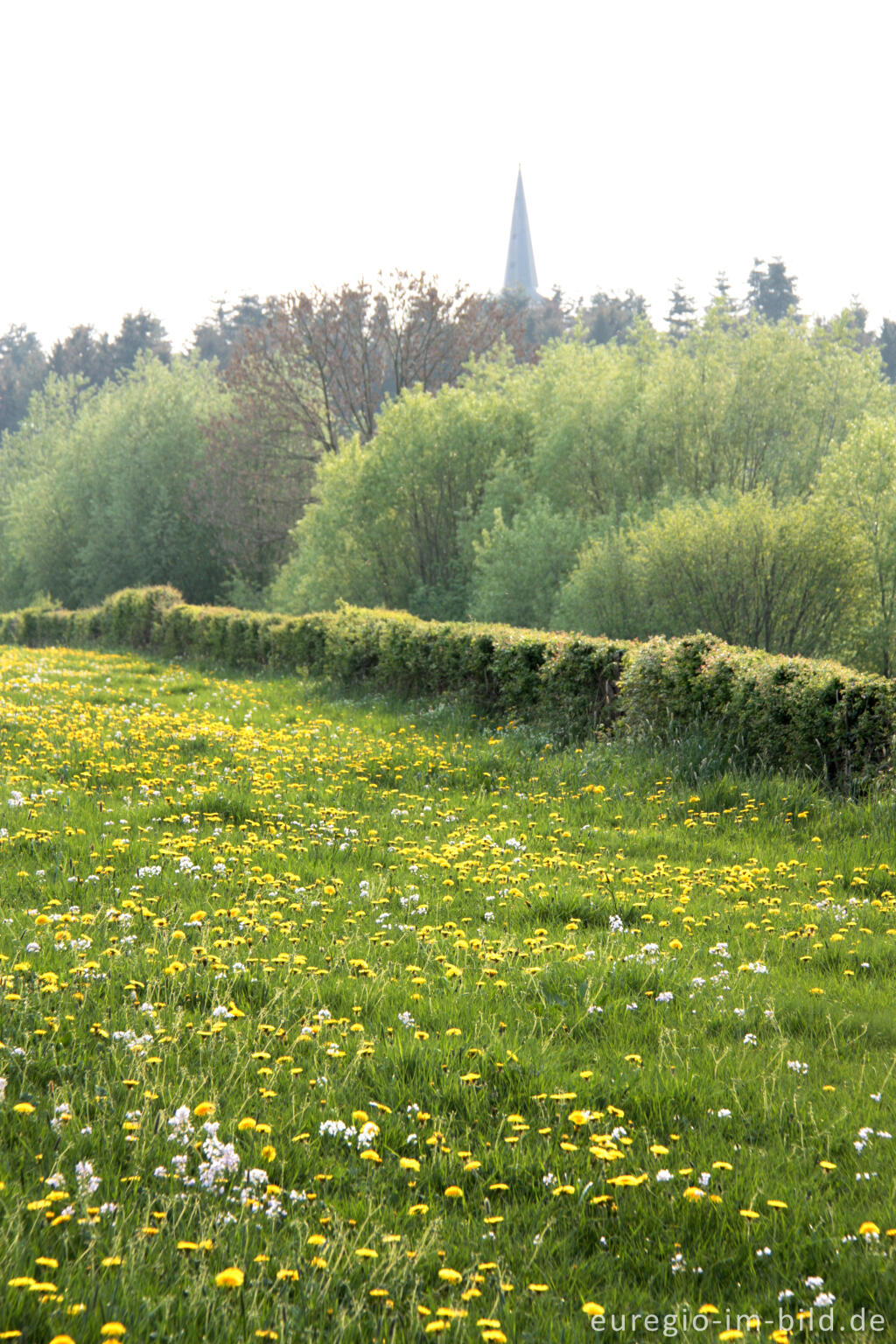 Detailansicht von Löwenzahnwiese bei Raeren, Belgien